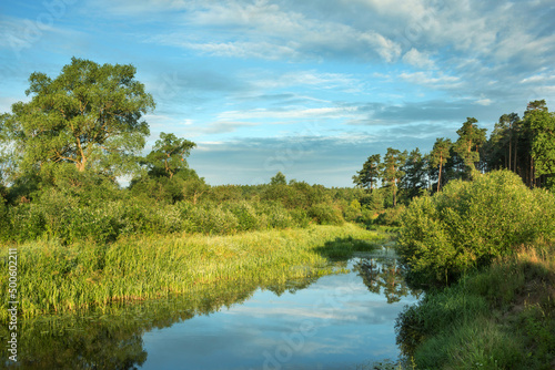 Trees, bushes and water - summer landscape near the Berezina river in Belarus