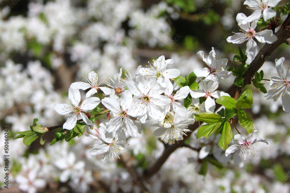 Obraz premium Tree blossom