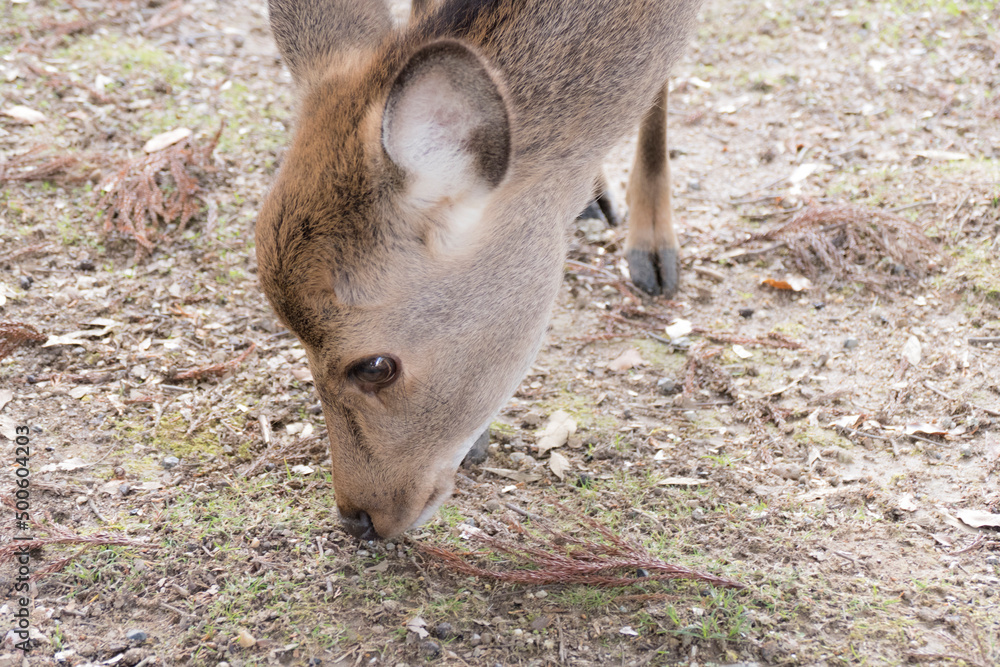 Fototapeta premium deer park