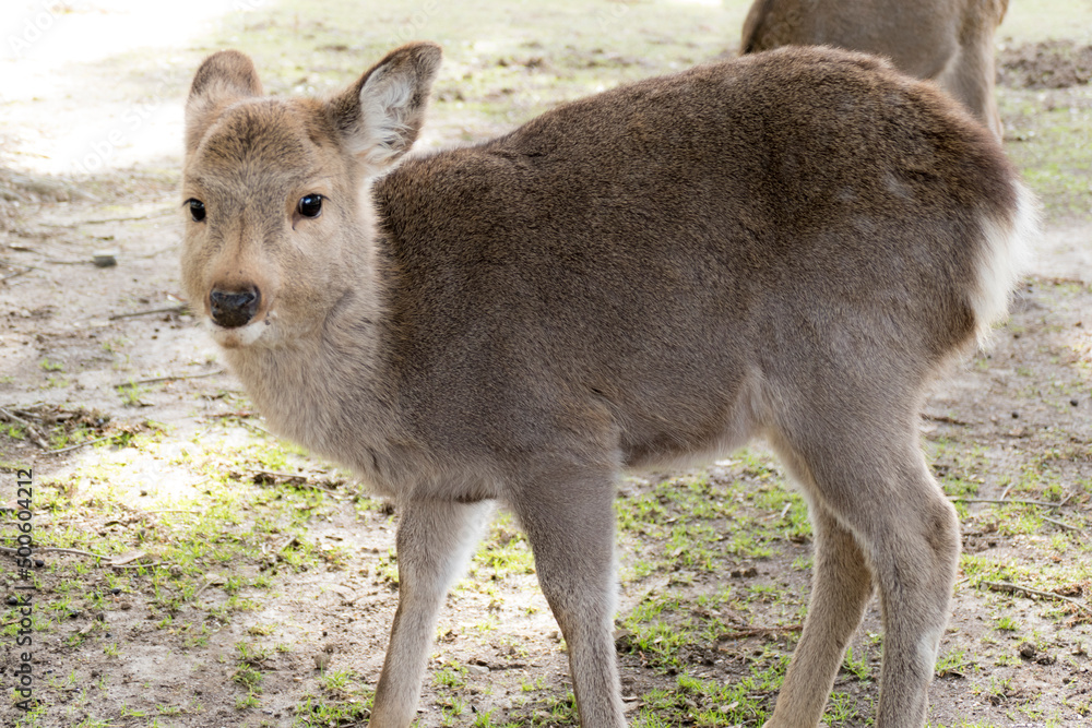Fototapeta premium deer in the woods