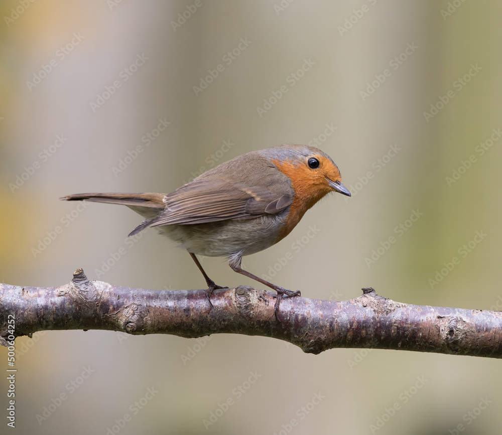 Fototapeta premium European robin (Erithacus rubecula) Perched on a Branch