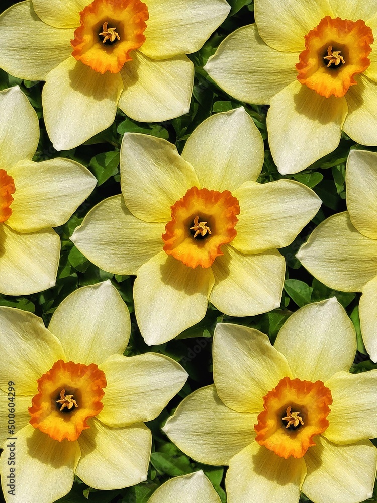 Pattern of narcissus flower. Beautiful nature background with copy space. Pattern of narcissus flower. Beautiful nature background with copy space.