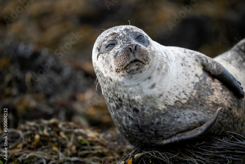 Earless seal. Seal. Seals resting on a rock in the sea. In Scotland. Seal in autumn season, summer season, spring season. Close up. On the sea. On the coast. Natural Habitat. Phocidae.