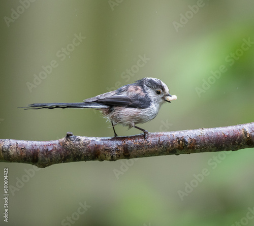  Long-Tailed Tit (Aegithalos caudatus) Perched with Food in Beak