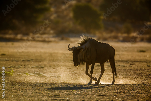 Blue wildebeest walking in dry land at dawn in Kgalagadi transfrontier park  South Africa   Specie Connochaetes taurinus family of Bovidae