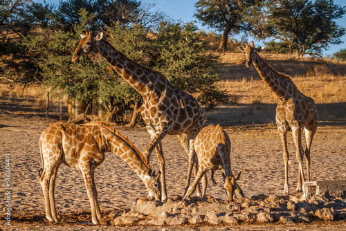 Four Ã§Giraffes with two cubs drinking at waterhole in Kgalagadi transfrontier park, South Africa ; Specie Giraffa camelopardalis family of Giraffidae