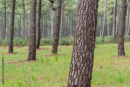 Pine trunk in pine forest