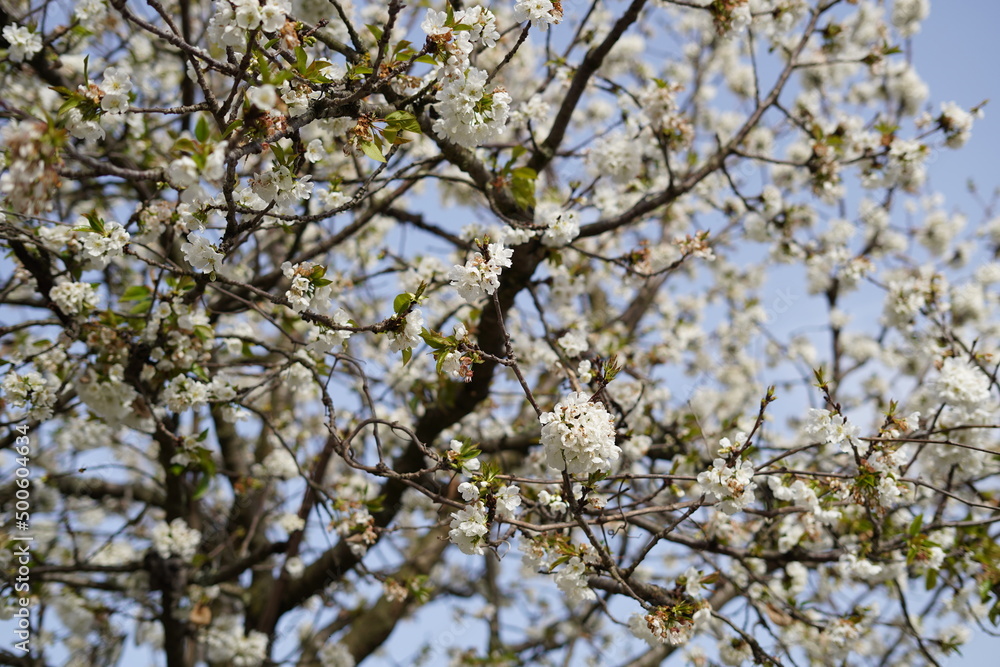 blossoming cherry tree