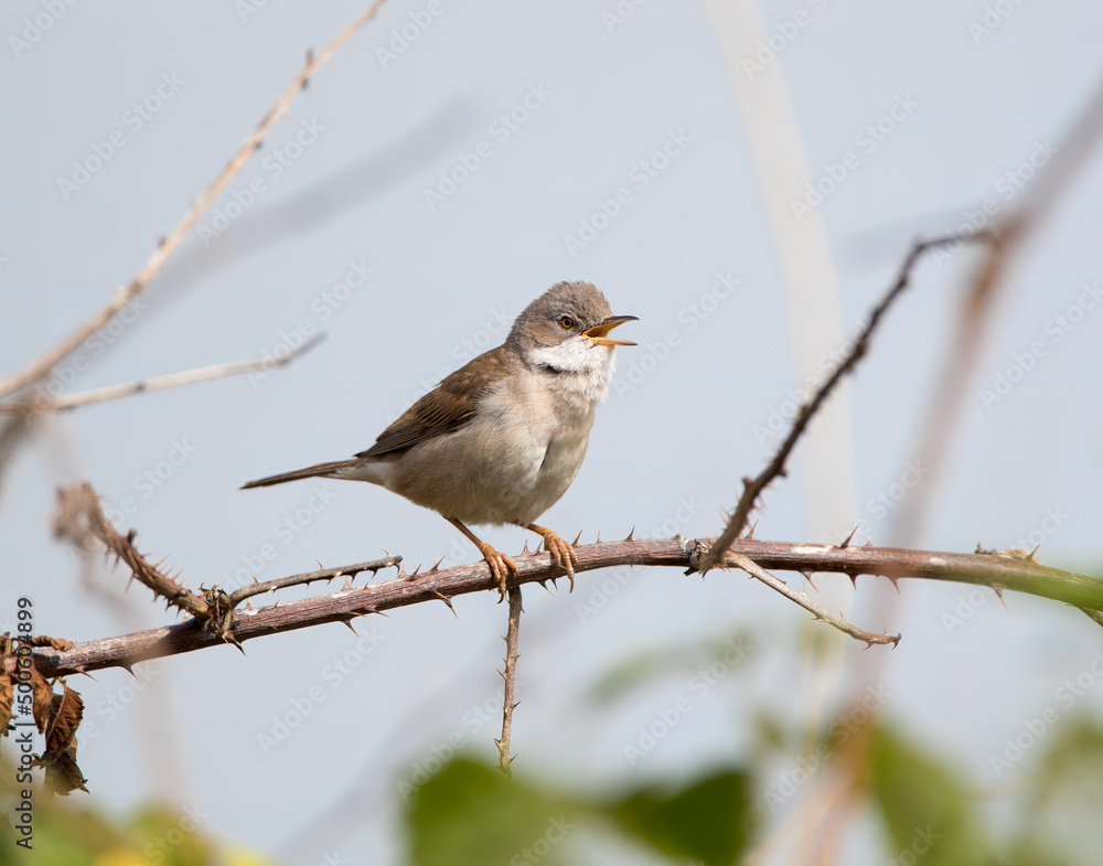 A Common Whitethroat (Curruca communis) Singing on a Bramble Branch A Common Whitethroat (Curruca communis) Singing on a Bramble Branch