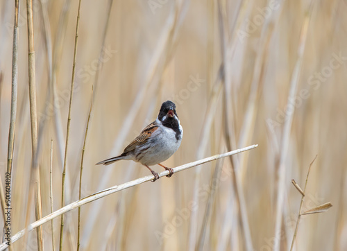 Male Common Reed Bunting (Emberiza schoeniclus) SInging on a Reed in a Reed Bed