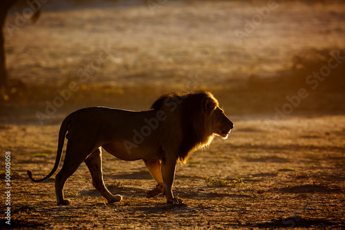 Fototapeta Naklejka Na Ścianę i Meble -  Majestic African lion male walking at dawn 'çin Kgalagadi transfrontier park, South Africa; Specie panthera leo family of felidae