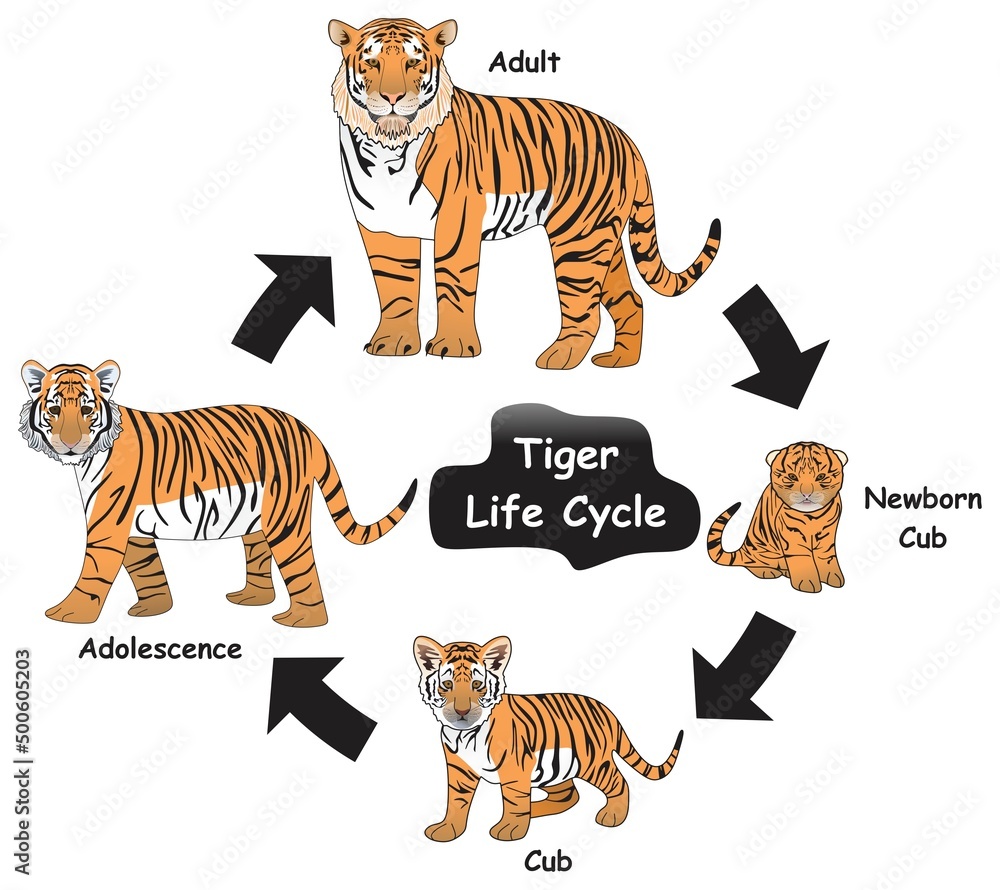 Fototapeta Tiger Life Cycle Infographic Diagram showing different phases and development stages including newborn cub adolescence and adult tiger for biology and science education vector