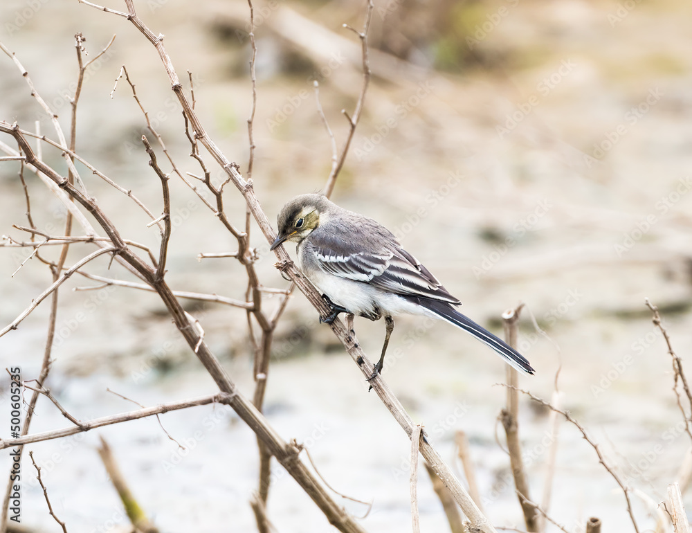Naklejka premium Female Western Yellow Wagtail (motacilla flava) UK subspecies (flavissima)