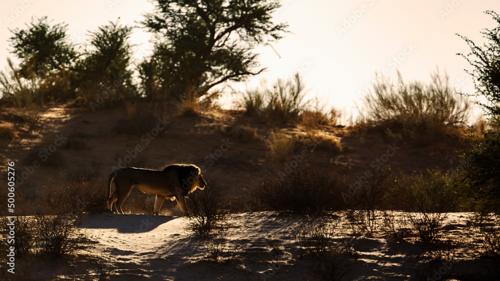 African lion male walking in sand dune at sunrise in Kgalagadi transfrontier park, South Africa; Specie panthera leo family of felidae African lion male walking in sand dune at sunrise in Kgalagadi transfrontier park, South Africa; Specie panthera leo family of felidae