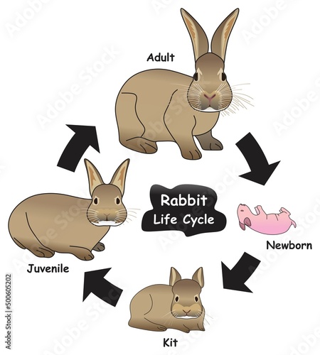 Rabbit Life Cycle Infographic Diagram showing different phases and development stages including newborn kit juvenile and adult bunny for biology science education vector