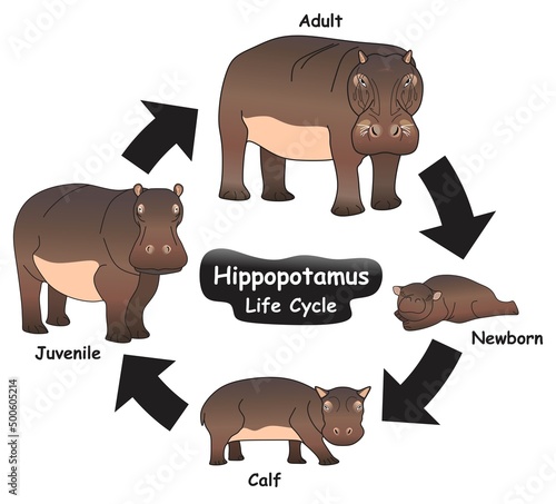 Hippopotamus Life Cycle Infographic Diagram showing different phases and development stages including newborn calf juvenile and adult hippo for biology science education vector