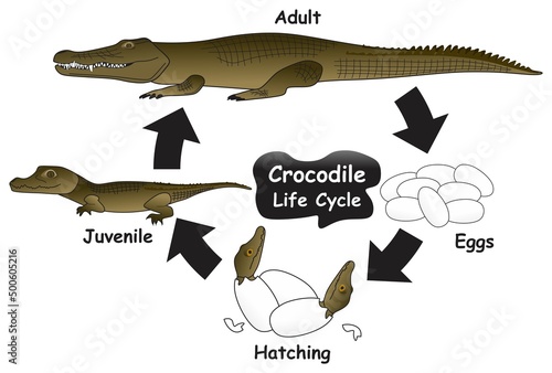 Crocodile Life Cycle Infographic Diagram showing different phases and development stages including eggs hatching juvenile and adult crocodile for biology science education vector