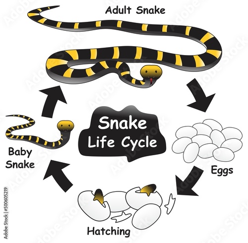 Snake Life Cycle Infographic Diagram showing different phases and development stages including eggs hatching baby and adult snake for biology science education vector photo