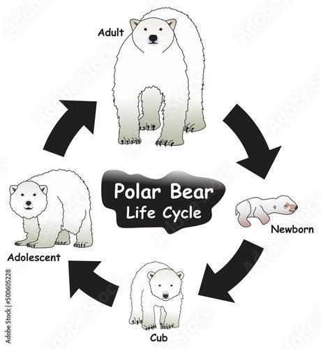Polar Bear Life Cycle Infographic Diagram showing different phases and development stages including newborn cub adolescent and adult polar bear for biology science education vector