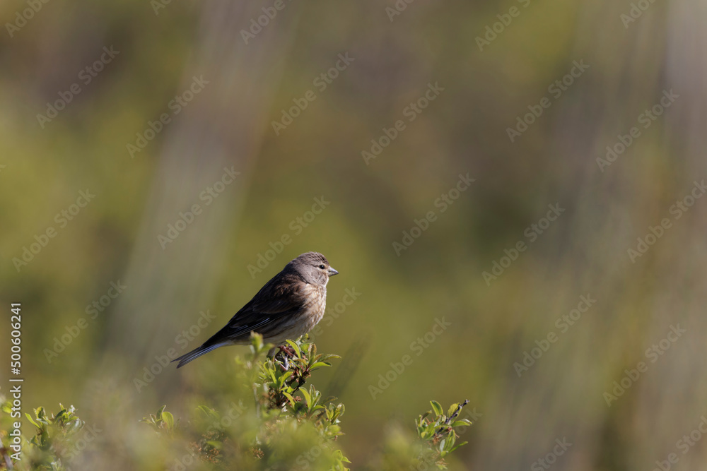 Fototapeta premium Dunnock Prunella modularis male singing in the morning light