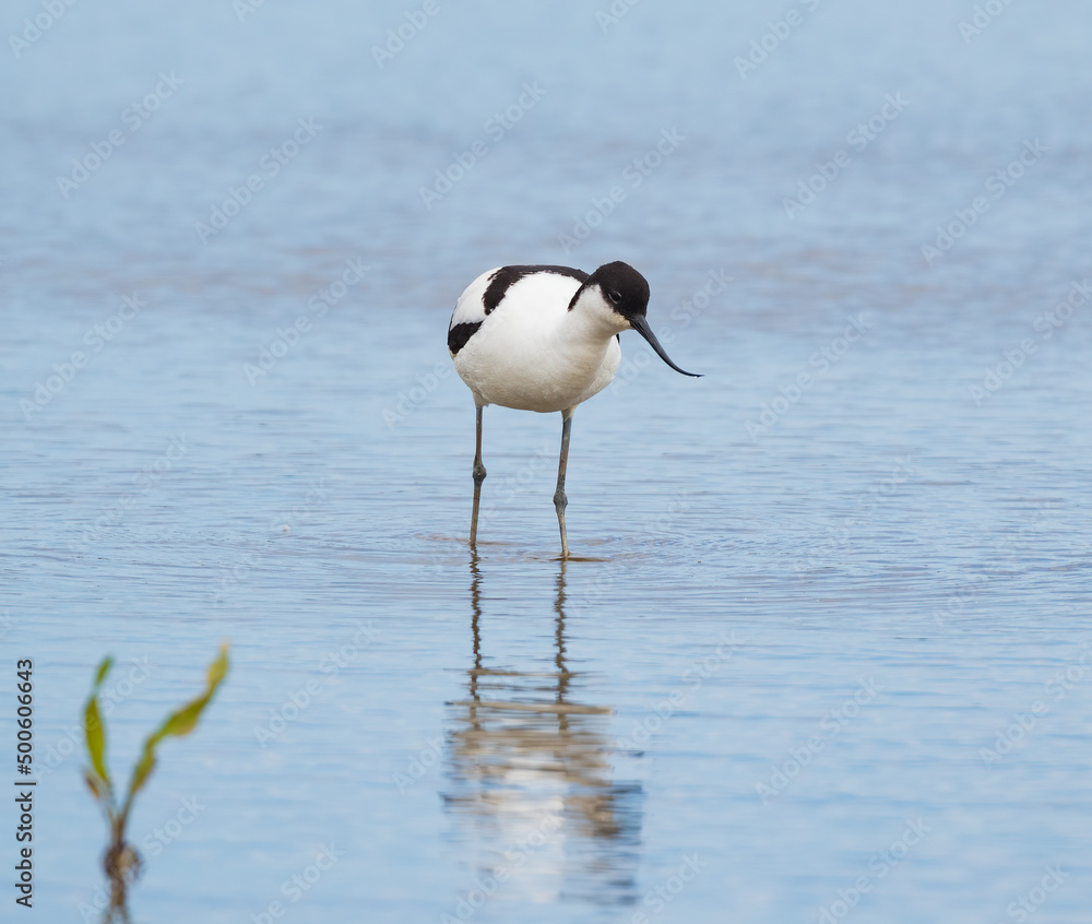 Avocet (recurvirostra avosetta) Wading Avocet (recurvirostra avosetta) Wading