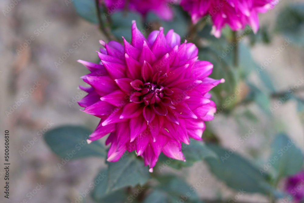 Beautiful dahlia flower with a close-up shot on a natural green background. Purple dahlia flower photography on a sunny day. Single dahlia flower in a garden with a blurry background. Beautiful dahlia flower with a close-up shot on a natural green background. Purple dahlia flower photography on a sunny day. Single dahlia flower in a garden with a blurry background.