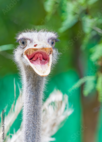A Ostrich with open mouth