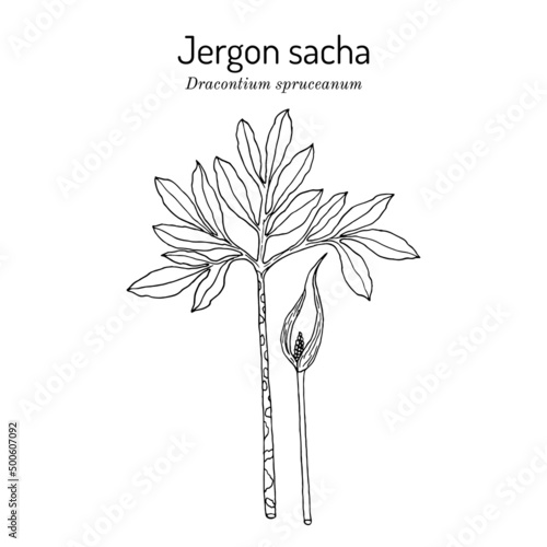Jergon sacha Dracontium spruceanum , medicinal plant