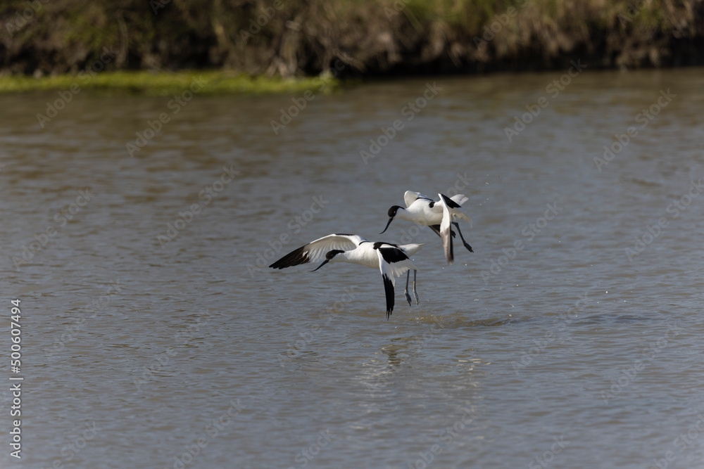 Pied avocet Recurvirostra avosetta in flight Pied avocet Recurvirostra avosetta in flight
