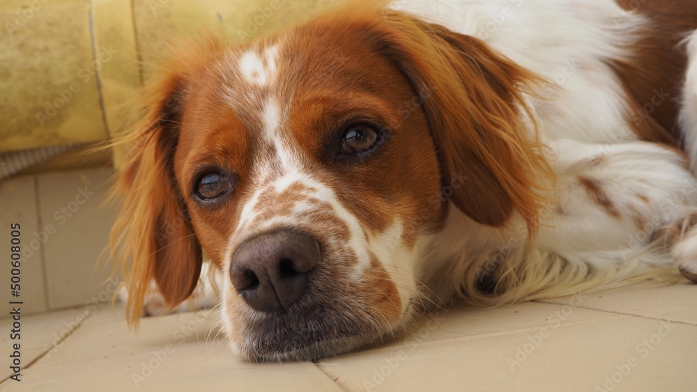 Spaniel breton Spaniel breton