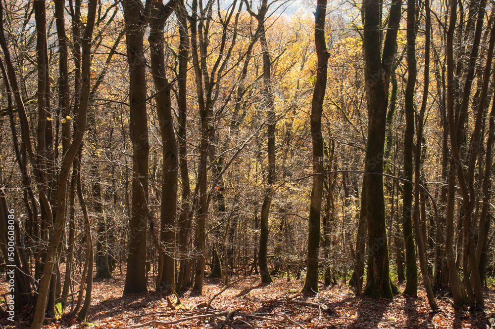 Trees trunks, shadows and yellow leaves on a sunny fall day in the Palatinate forest of Germany.