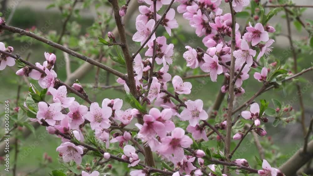 Spring Time Fruit tree Flowers Spring Time Fruit tree Flowers