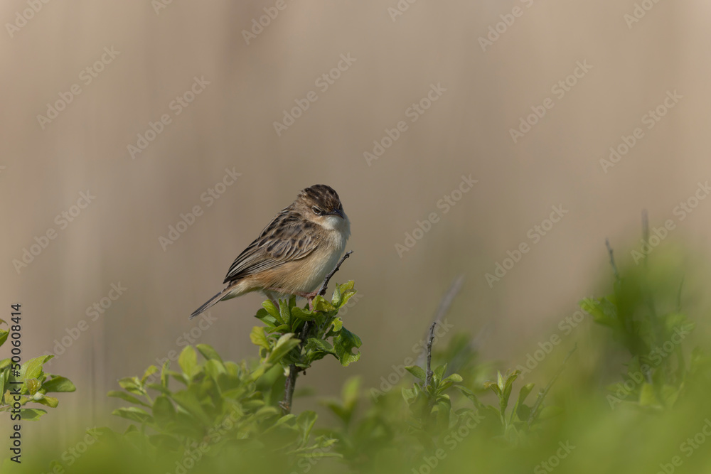 Zitting Cisticola Cisticola jucindis in close view in Morbihan, France Zitting Cisticola Cisticola jucindis in close view in Morbihan, France