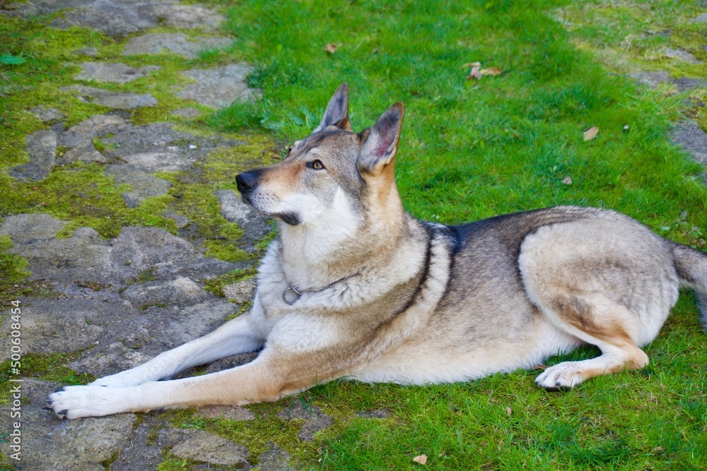 Czechoslovakian wolfdog in the foreground