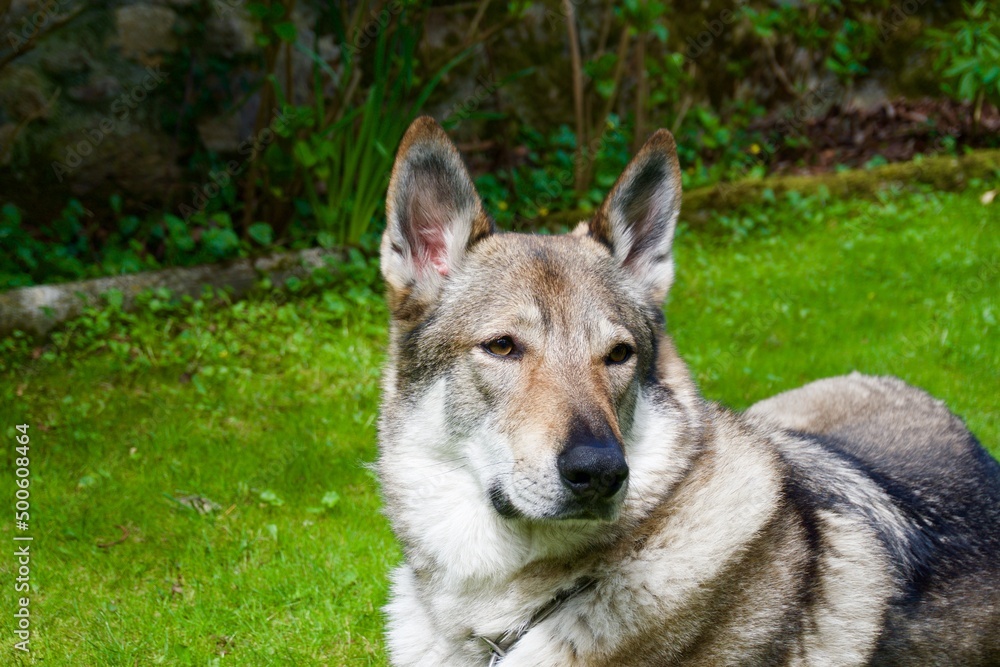 Czechoslovakian wolfdog in the foreground