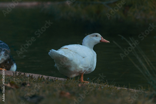Pato blanco junto al agua , entorno natural del los patos , vida animal de un ave , pato bebiendo agua