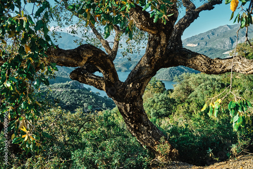 Cork oaks in the Andalusian countryside. in summer, Andalusia, Spain, Europe