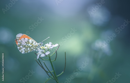 orange tip butterfly on a flower
