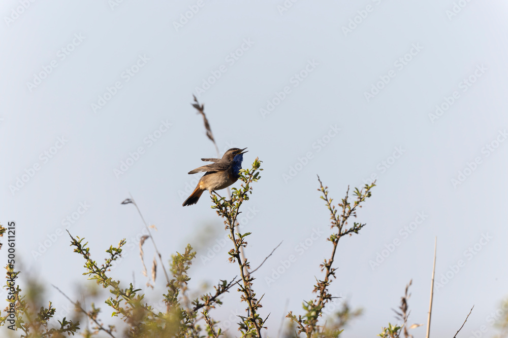 Bluethroat Luscinia svevica subsp. namnetum perching in Morbihan, France