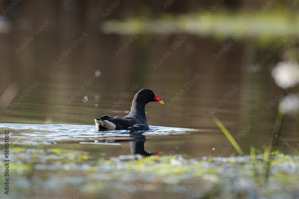 The common moorhen, Gallinula chloropus, swims on a natural pond, a water bird that lives in reeds, likes thickets and wild, natural ponds, ponds, wild water - Barycz Valley in Poland The common moorhen, Gallinula chloropus, swims on a natural pond, a water bird that lives in reeds, likes thickets and wild, natural ponds, ponds, wild water - Barycz Valley in Poland