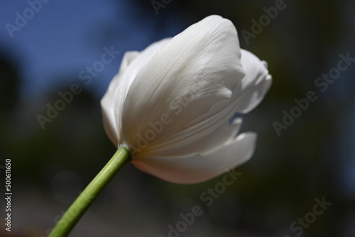 Fototapeta Naklejka Na Ścianę i Meble -  Colorful tulips in the garden