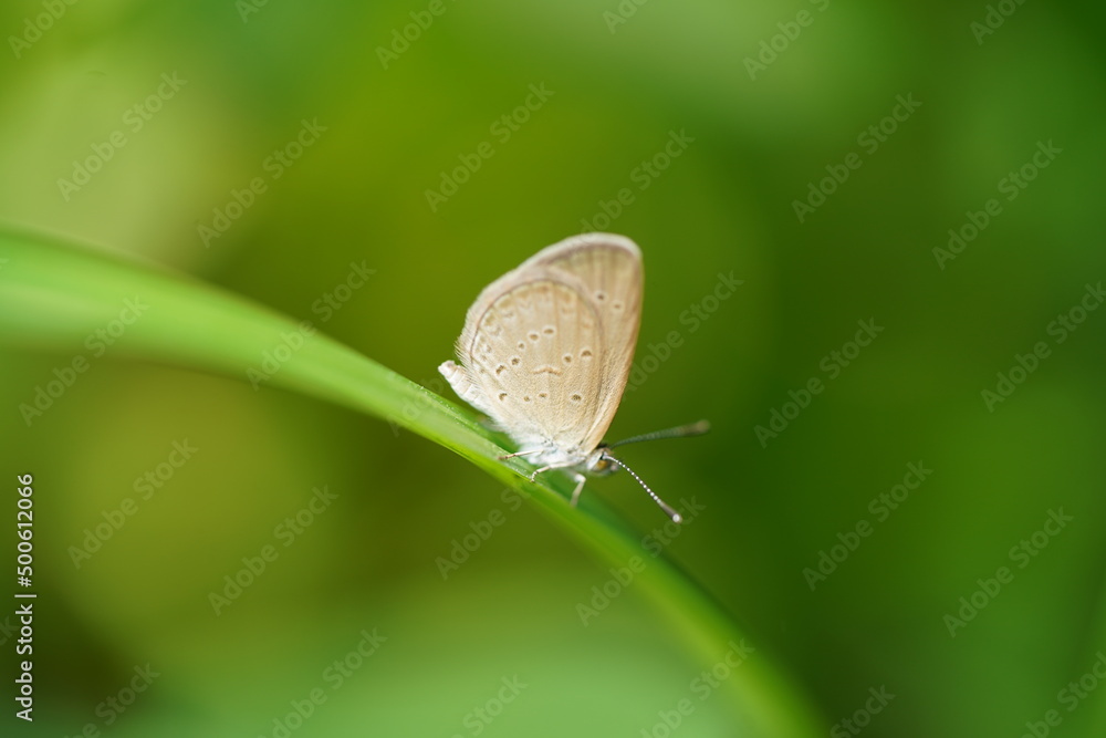 butterfly on leaf