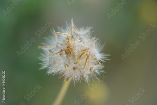 dandelion  