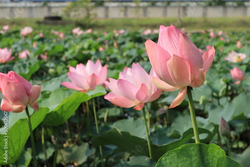 pink lotus flower