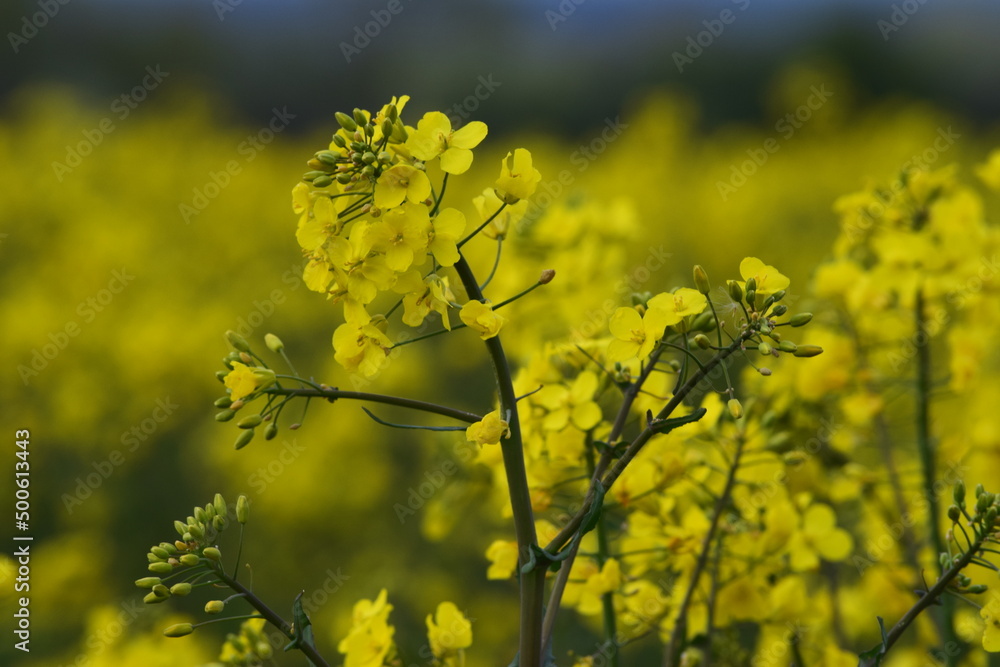 Fototapeta premium Magic of the Rape field