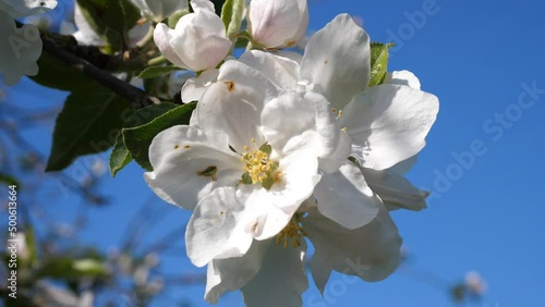 Nahaufnahme von Apfelblüten an einem sonnigen, windigen Tag, weiße Blüten, blauer Himmel.