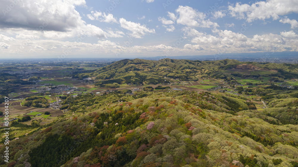 Obraz premium コントラストが鮮やかな山桜の空撮