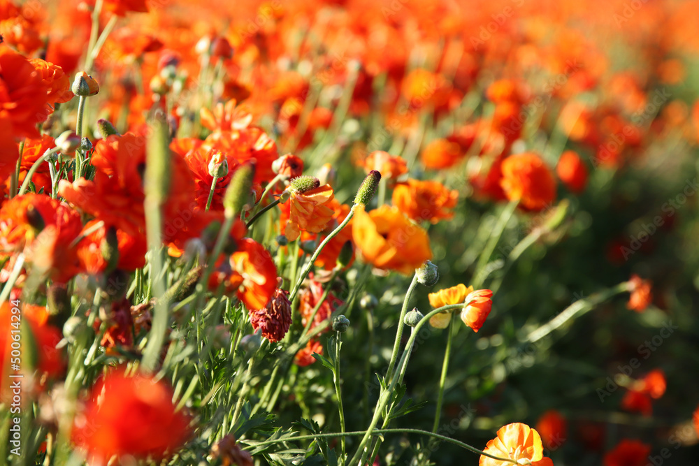 photo with low angle of buttercup spring flowers. Selective focus photo with low angle of buttercup spring flowers. Selective focus