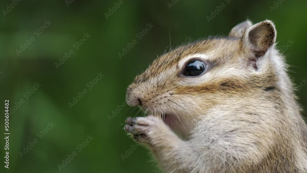 Chipmunk holds in paws and gnaws nut. Tamias. Cute gnawer from Squirrels family with dark stripes along body eats food in forest, park. Side view. Close up. Small treasurer, housekeeper animal Chipmunk holds in paws and gnaws nut. Tamias. Cute gnawer from Squirrels family with dark stripes along body eats food in forest, park. Side view. Close up. Small treasurer, housekeeper animal
