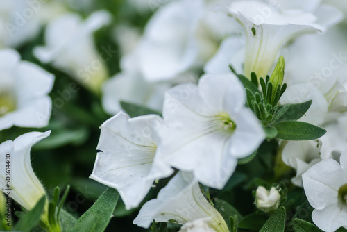 Beautiful white flowers plants Petunia.